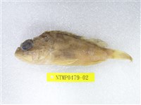 藏品(眉鬚鱗頭鮋)的圖片